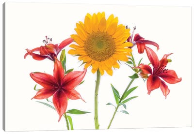 Sunflowers and lilies against white background Canvas Art Print - Lily Art