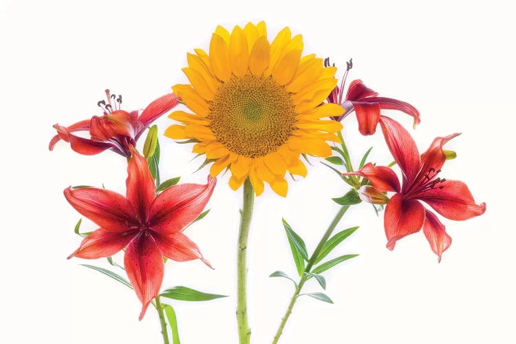 Sunflowers and lilies against white background