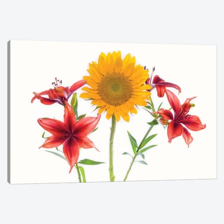 Sunflowers and lilies against white background Canvas Print #PIM15768} by Panoramic Images Canvas Print