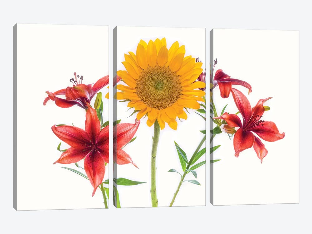 Sunflowers and lilies against white background by Panoramic Images 3-piece Canvas Art Print