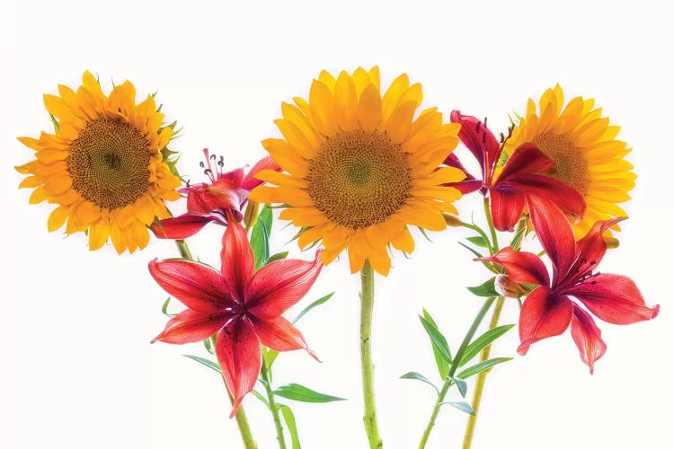 Sunflowers and lilies against white background