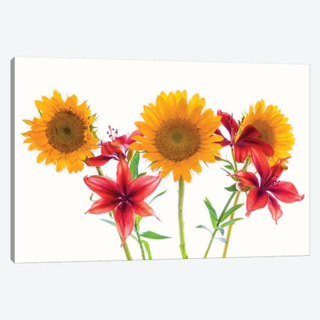 Sunflowers and lilies against white background Canvas Print #PIM15769} by Panoramic Images Canvas Art Print