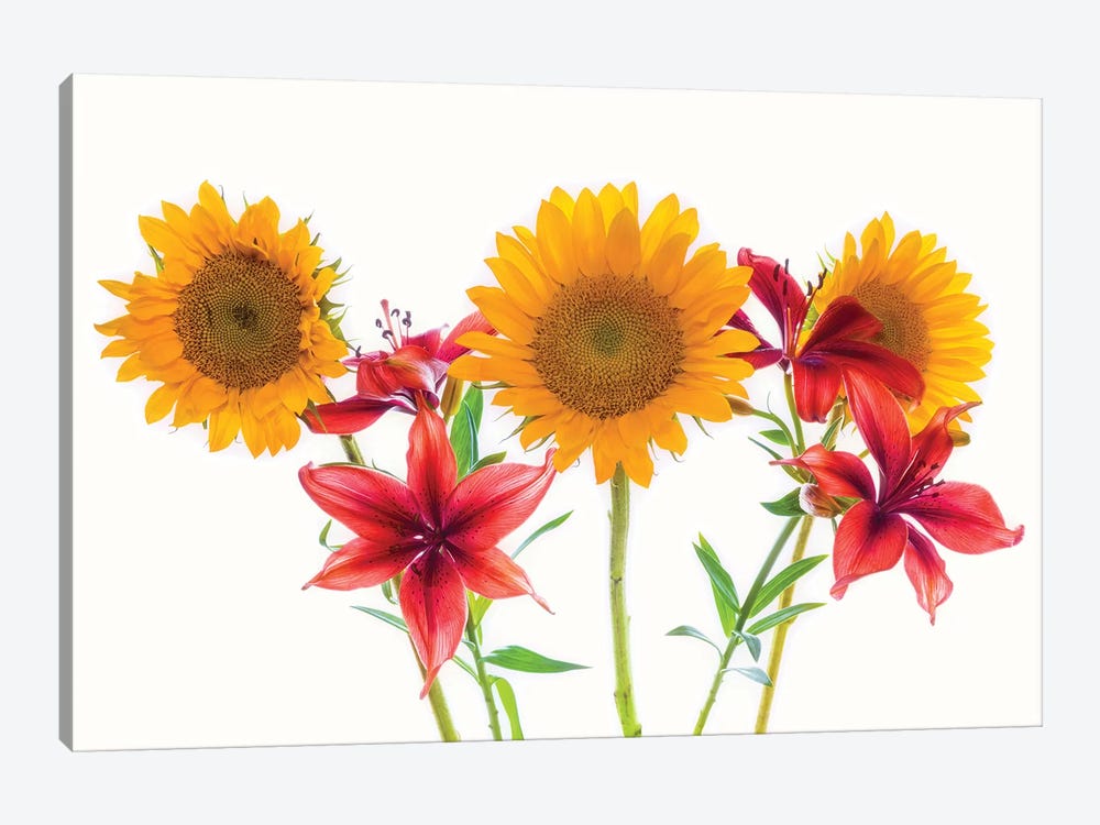Sunflowers and lilies against white background by Panoramic Images 1-piece Canvas Art