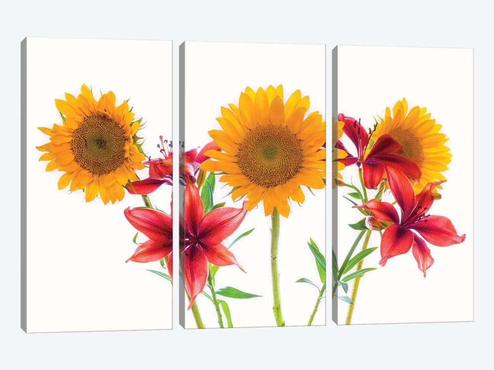 Sunflowers and lilies against white background by Panoramic Images 3-piece Canvas Artwork