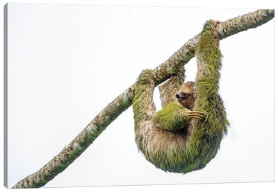 Three-toed sloth hanging from branch, Sarapiqui, Costa Rica Canvas Art Print - Sloth Art