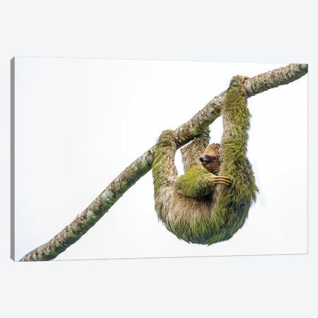 Three-toed sloth hanging from branch, Sarapiqui, Costa Rica Canvas Print #PIM15792} by Panoramic Images Canvas Wall Art