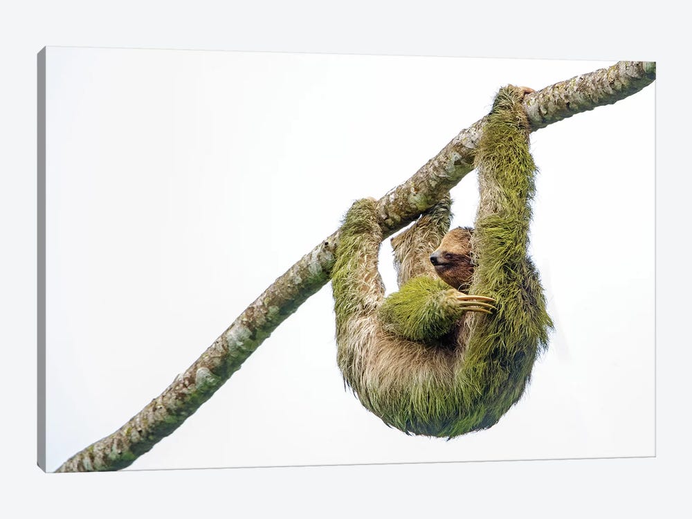 Three-toed sloth hanging from branch, Sarapiqui, Costa Rica by Panoramic Images 1-piece Canvas Artwork