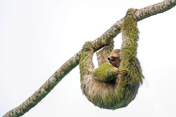 Sloths: Three-toed sloth hanging from branch, Sarapiqui, Costa Rica by Panoramic Images