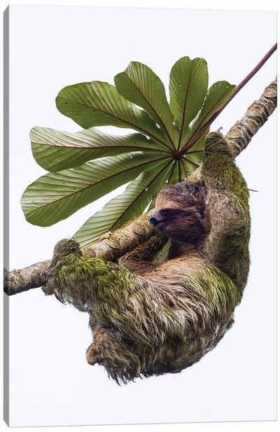 Three-toed sloth hanging from tree, Sarapiqui, Costa Rica Canvas Art Print - Sloth Art