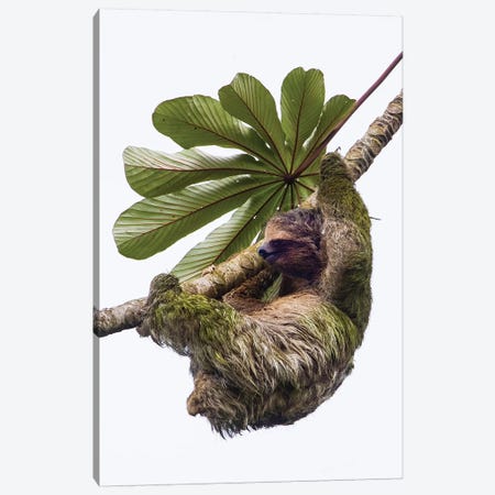 Three-toed sloth hanging from tree, Sarapiqui, Costa Rica Canvas Print #PIM15793} by Panoramic Images Canvas Artwork