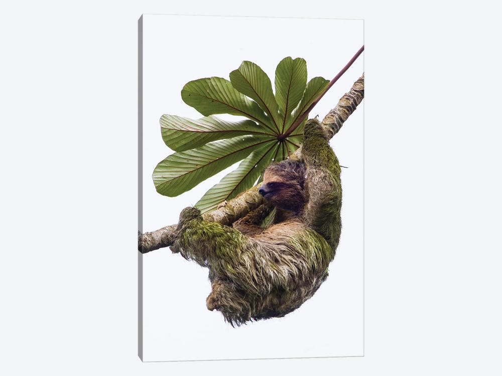 Three-toed sloth hanging from tree, Sarapiqui, Costa Rica by Panoramic Images 1-piece Art Print