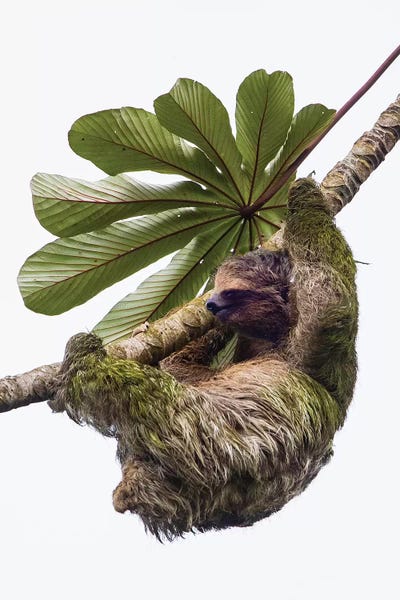Sloths: Three-toed sloth hanging from tree, Sarapiqui, Costa Rica by Panoramic Images