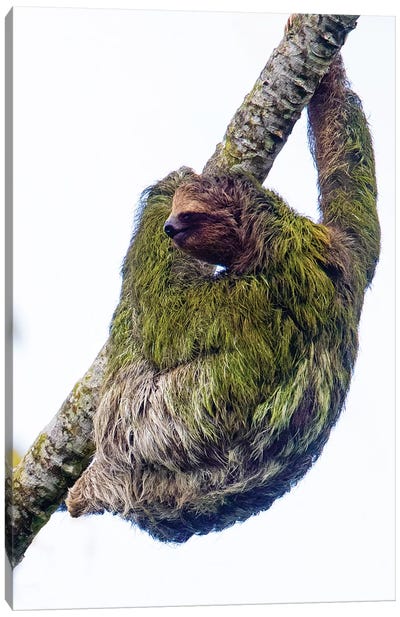 Three-toed sloth on tree branch, Sarapiqui, Costa Rica Canvas Art Print - Sloth Art