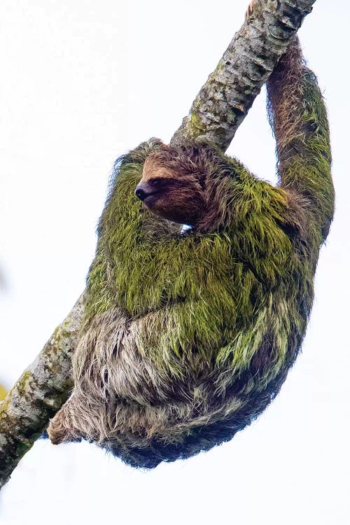 Three-toed sloth on tree branch, Sarapiqui, Costa Rica