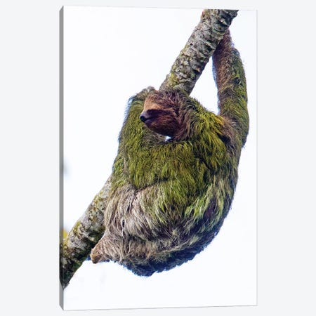 Three-toed sloth on tree branch, Sarapiqui, Costa Rica Canvas Print #PIM15794} by Panoramic Images Canvas Art Print