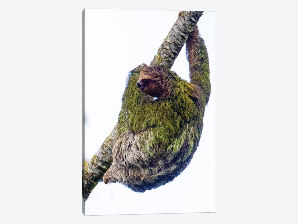 Three-toed sloth on tree branch, Sarapiqui, Costa Rica by Panoramic Images 1-piece Canvas Wall Art