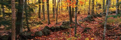 Trees in a forest during autumn, Hope, Knox County, Maine, USA by Panoramic Images framed canvas print