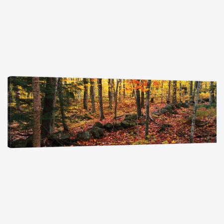 Trees in a forest during autumn, Hope, Knox County, Maine, USA Canvas Print #PIM15799} by Panoramic Images Canvas Artwork