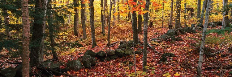 Trees in a forest during autumn, Hope, Knox County, Maine, USA