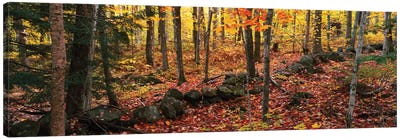 Trees in a forest during autumn, Hope, Knox County, Maine, USA Canvas Art Print - Maine Art