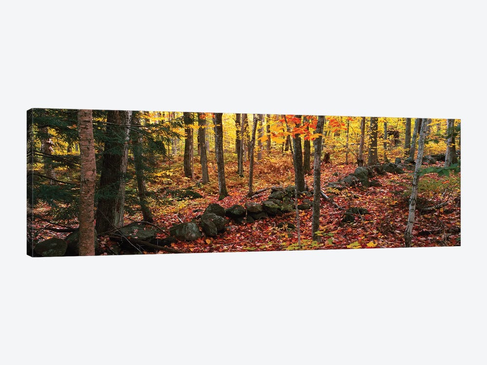 Trees in a forest during autumn, Hope, Knox County, Maine, USA by Panoramic Images 1-piece Canvas Print