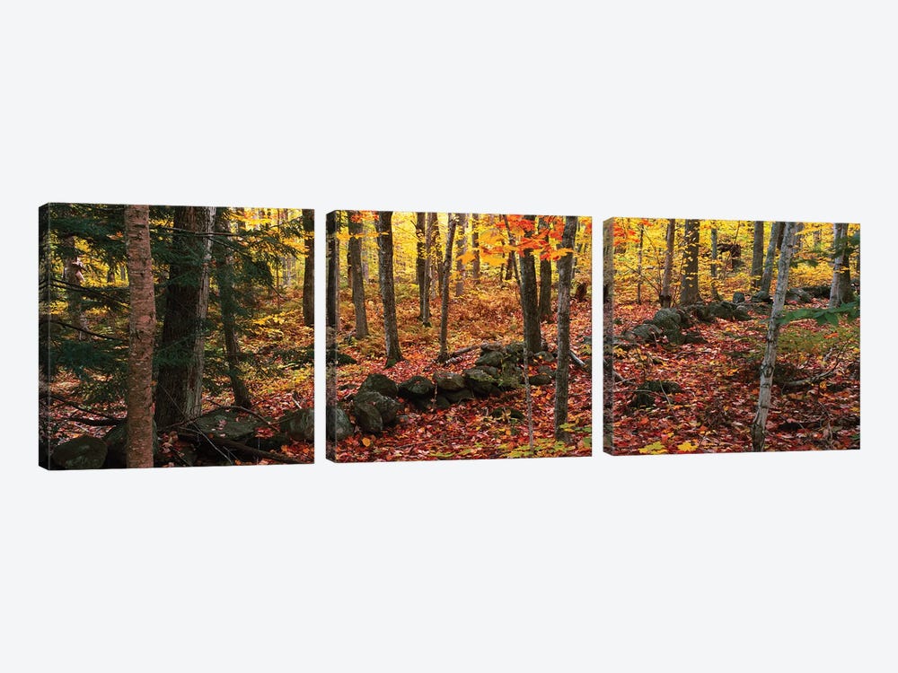 Trees in a forest during autumn, Hope, Knox County, Maine, USA by Panoramic Images 3-piece Canvas Print