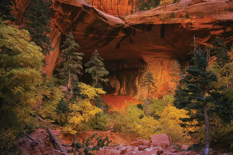 Trees in front of a cave, Zion National Park, Utah, USA