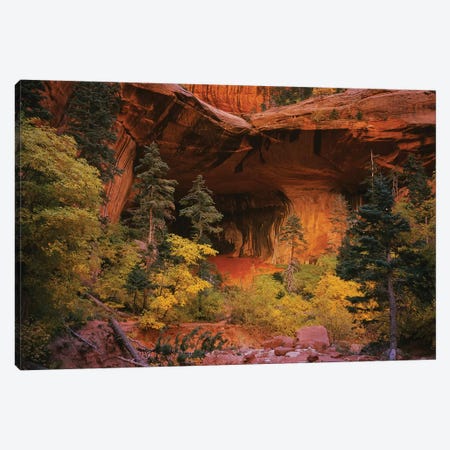 Trees in front of a cave, Zion National Park, Utah, USA Canvas Print #PIM15800} by Panoramic Images Canvas Artwork