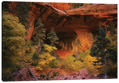 Trees in front of a cave, Zion National Park, Utah, USA Canvas Art Print - Utah Art