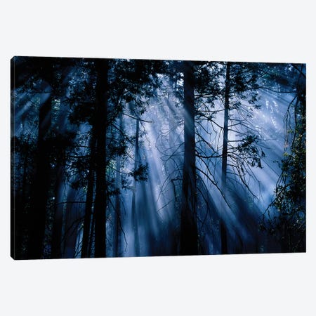 Trees Yosemite National Park CA Canvas Print #PIM15803} by Panoramic Images Canvas Art