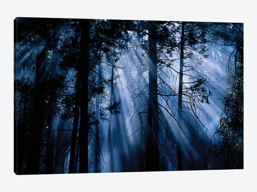 Trees Yosemite National Park CA by Panoramic Images 1-piece Canvas Wall Art