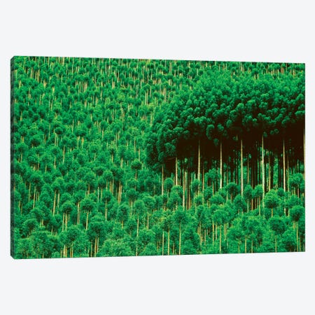 Trees, Takako, Kyoto, Japan Canvas Print #PIM15804} by Panoramic Images Canvas Print