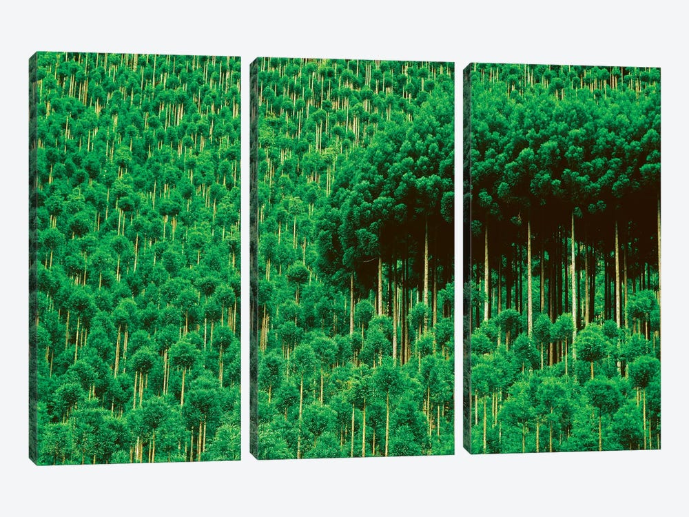 Trees, Takako, Kyoto, Japan by Panoramic Images 3-piece Art Print