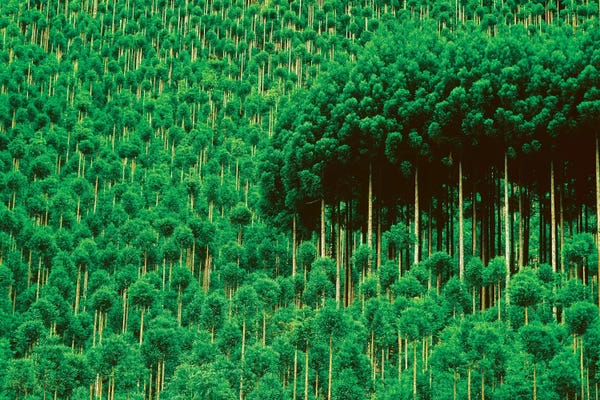 Kyoto: Trees, Takako, Kyoto, Japan by Panoramic Images