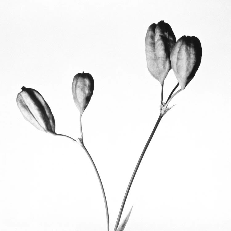 Twig with seed pods