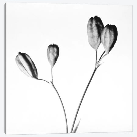 Twig with seed pods Canvas Print #PIM15805} by Panoramic Images Canvas Print