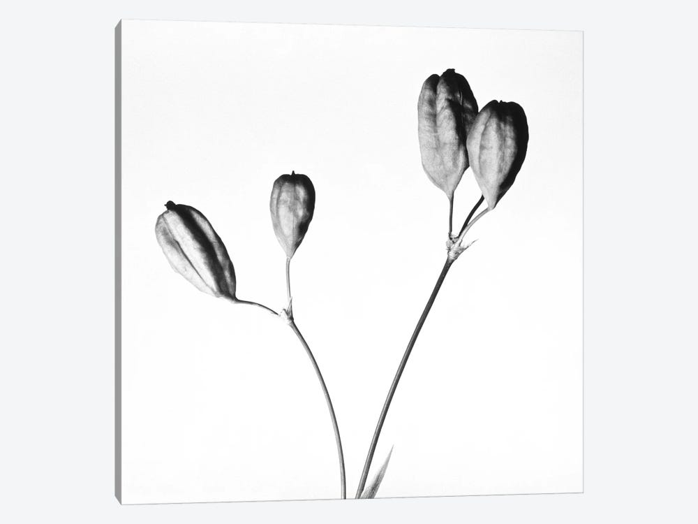Twig with seed pods by Panoramic Images 1-piece Canvas Art