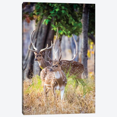 Two deer stags, India Canvas Print #PIM15807} by Panoramic Images Canvas Print