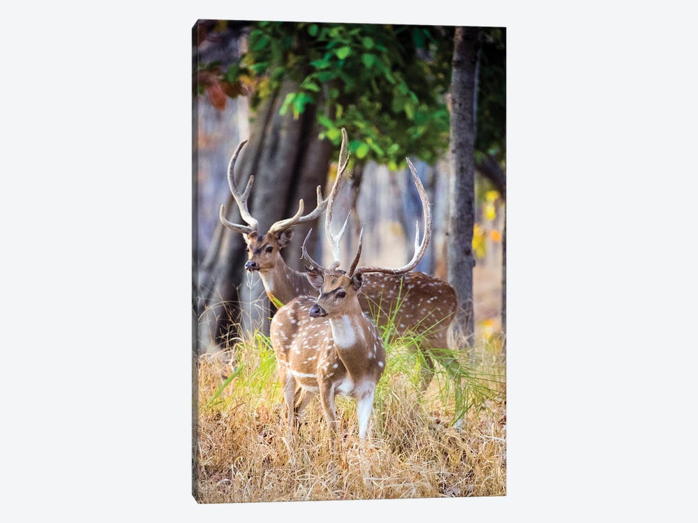 Two deer stags, India by Panoramic Images 1-piece Canvas Artwork