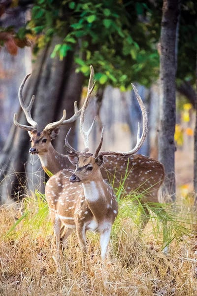 India: Two deer stags, India by Panoramic Images