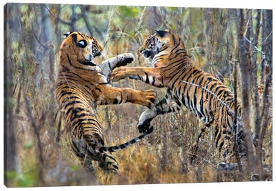 Two fighting Bengal tigers, India Canvas Art Print - India Art