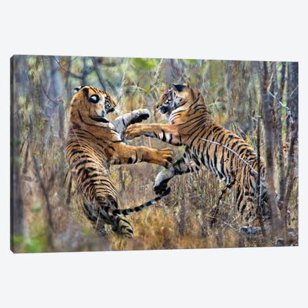 Two fighting Bengal tigers, India Canvas Print #PIM15808} by Panoramic Images Canvas Artwork