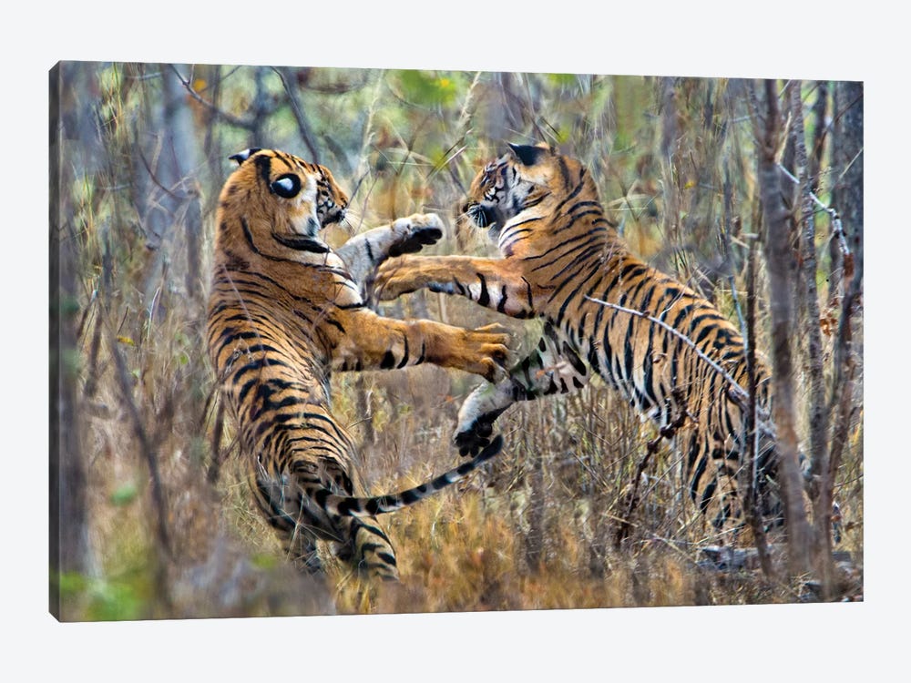 Two fighting Bengal tigers, India 1-piece Canvas Art Print