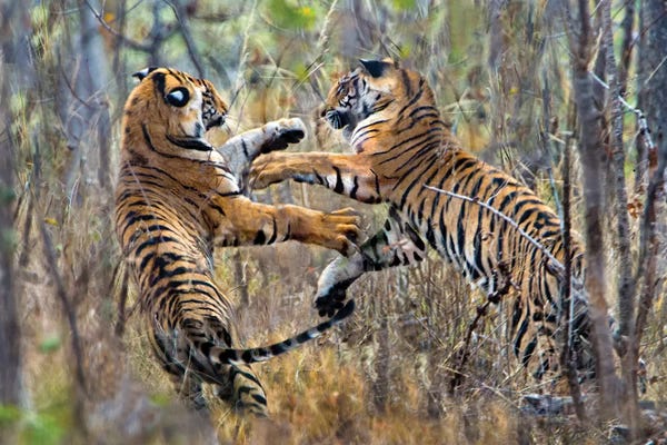 India: Two fighting Bengal tigers, India by Panoramic Images
