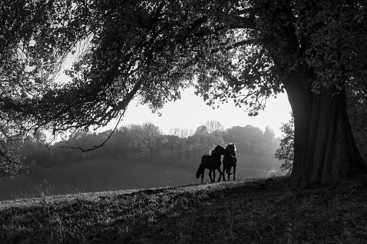 Two horses at sunset, Baden Wurttemberg, Germany