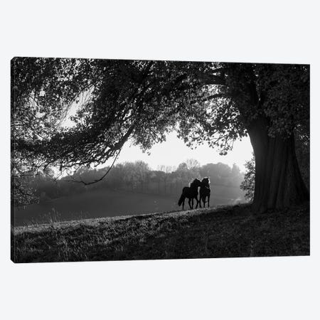 Two horses at sunset, Baden Wurttemberg, Germany Canvas Print #PIM15809} by Panoramic Images Canvas Art