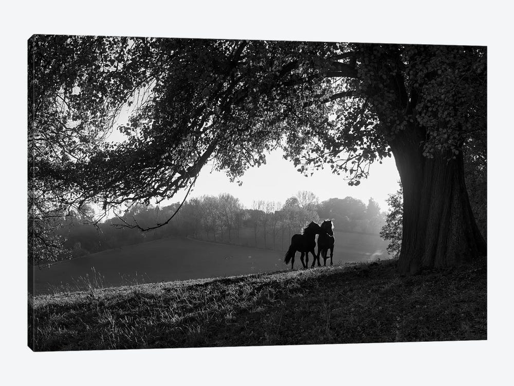 Two horses at sunset, Baden Wurttemberg, Germany by Panoramic Images 1-piece Canvas Art