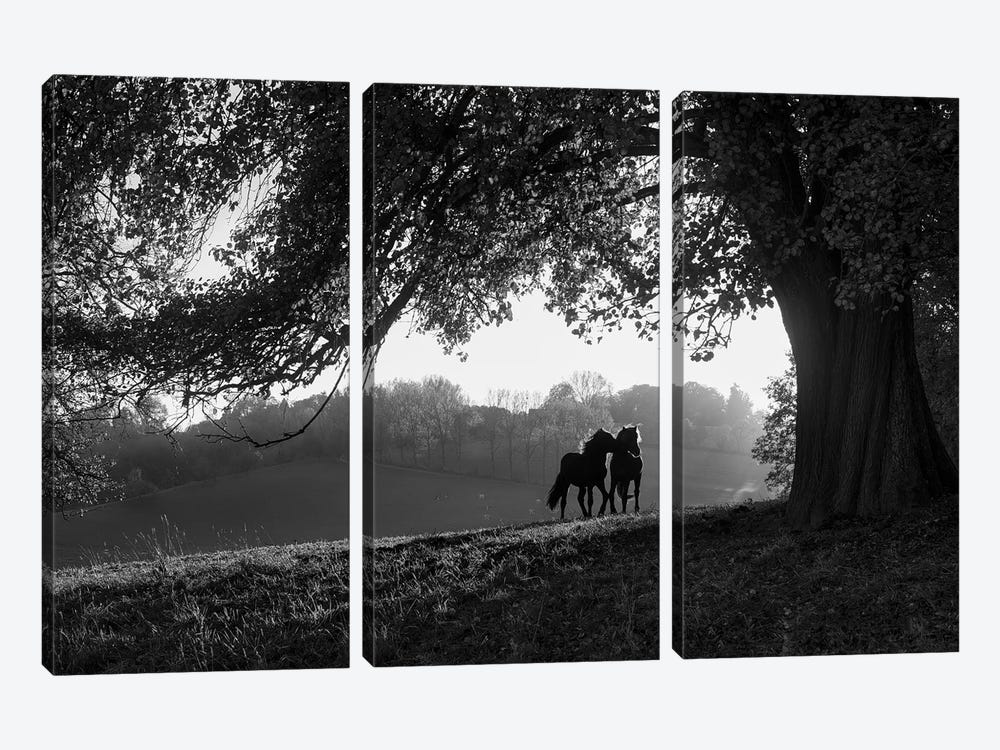 Two horses at sunset, Baden Wurttemberg, Germany by Panoramic Images 3-piece Canvas Artwork