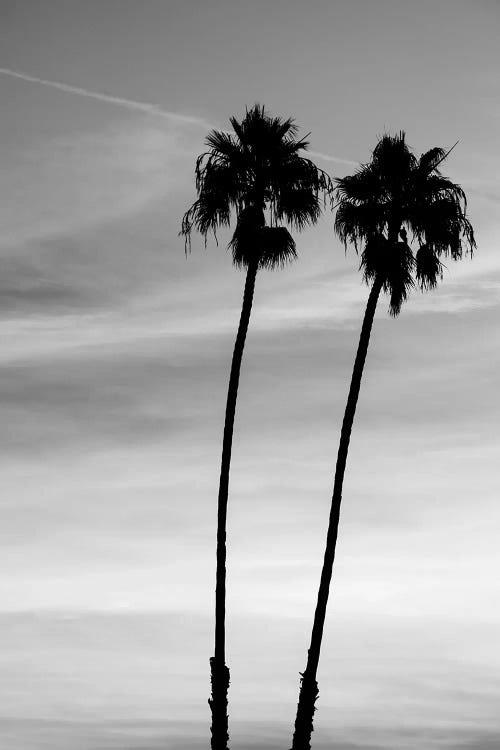 Two palm trees, Santa Barbara, California, USA