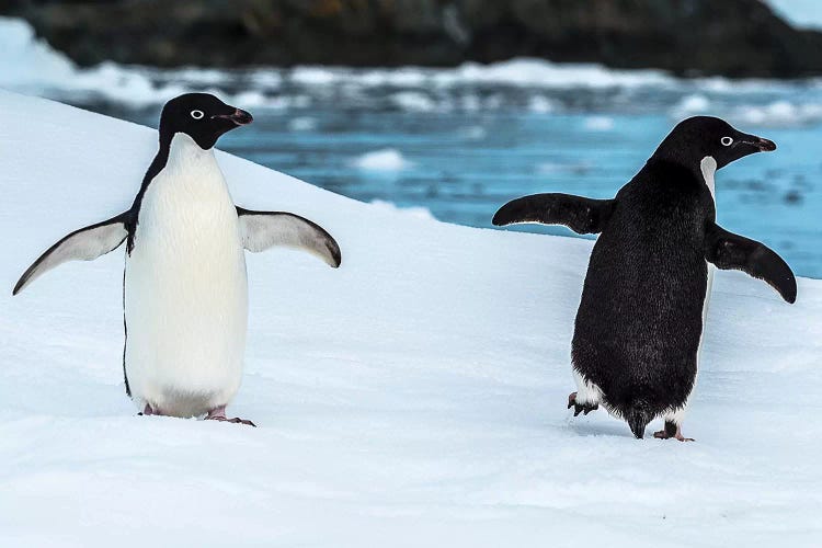 Two penguins in snow, Antarctic Peninsula, Antarctica